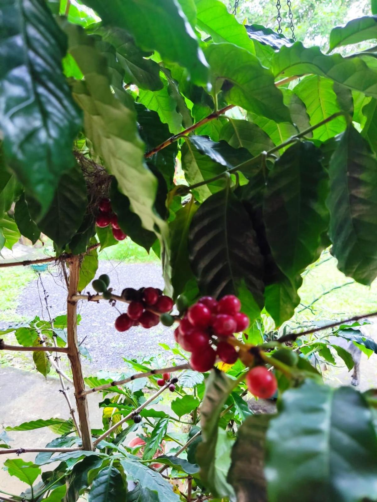 GuácimoQuinta 24 De Junio别墅 外观 照片